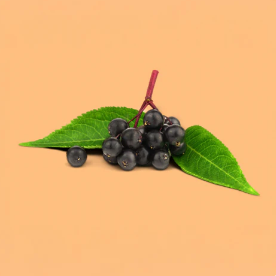 Elderberry